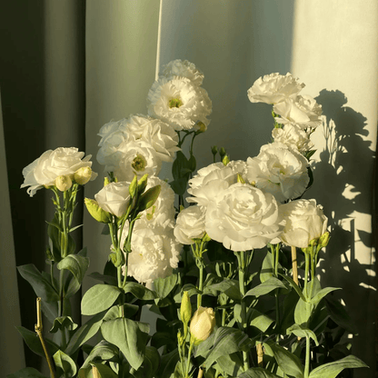 BloomRidge – Hardy Perennial Lisianthus Seeds