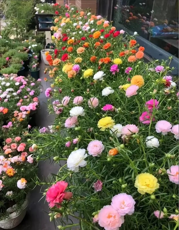 ColorWave Portulaca – Summer Bloom Seeds