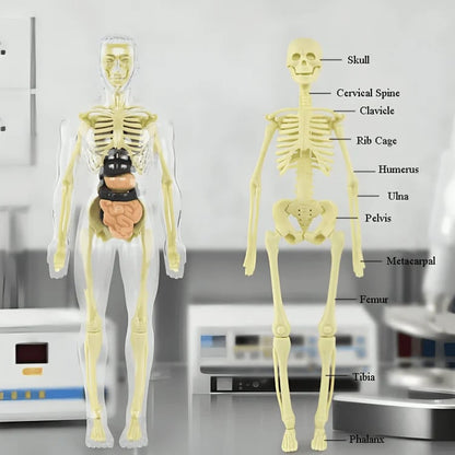 SmartSkeleton – Fun Stem Anatomy Model for Kids
