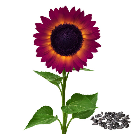 SunGiant – Rare Purple Sunflower Seeds