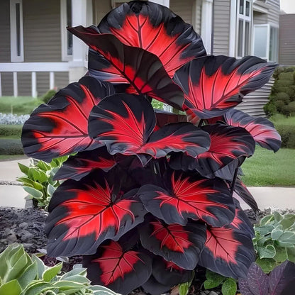 ColorBloom – Giant Multi-Color Caladiums Bulbs