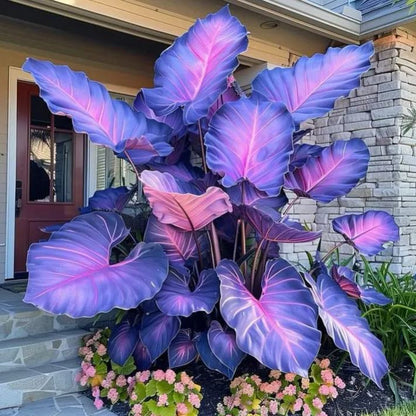 ColorBloom – Giant Multi-Color Caladiums Bulbs