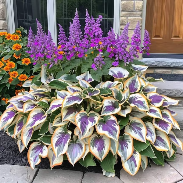 Hosta Haven – Rare Foliage Seed Pack