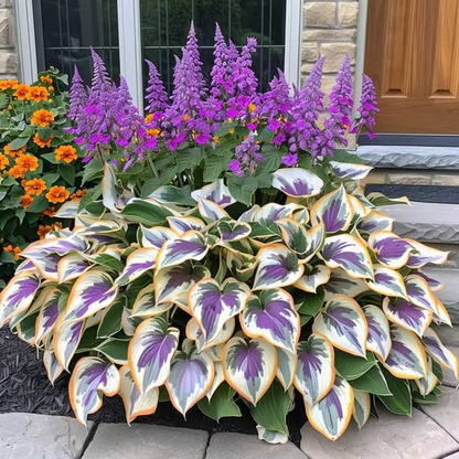 Hosta Haven – Rare Foliage Seed Pack