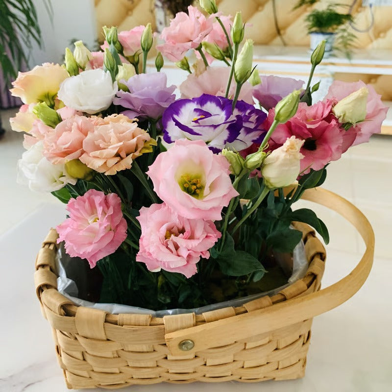 GardenMuse – Elegant Multi-Color Flower Seeds