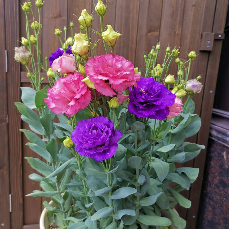GardenMuse – Elegant Multi-Color Flower Seeds