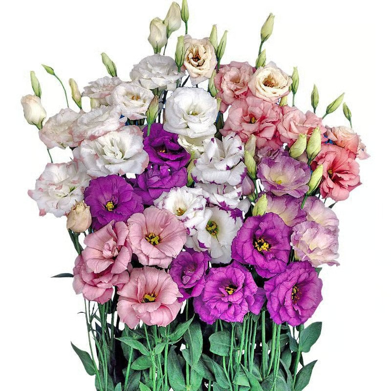 GardenMuse – Elegant Multi-Color Flower Seeds