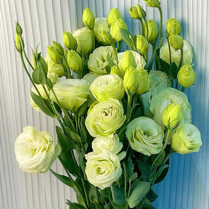 GardenMuse – Elegant Multi-Color Flower Seeds