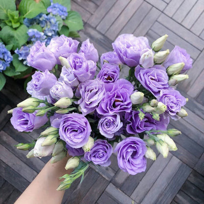 GardenMuse – Elegant Multi-Color Flower Seeds