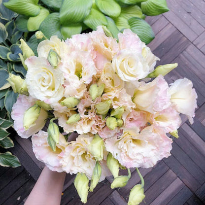 GardenMuse – Elegant Multi-Color Flower Seeds